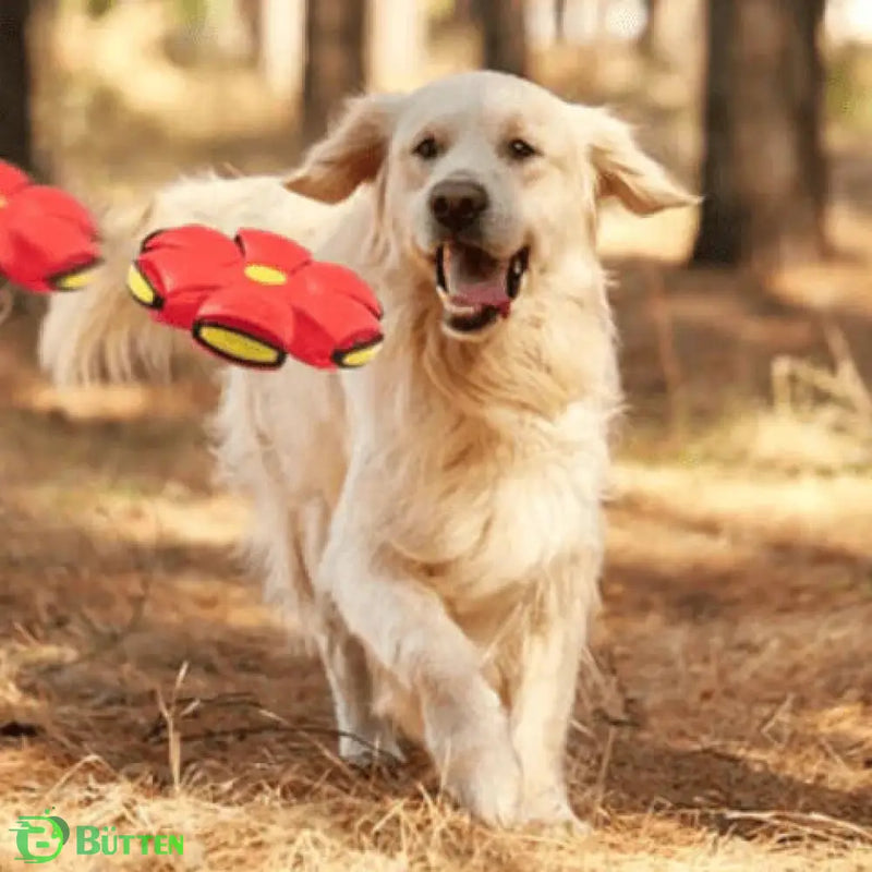 Brinquedo Voador para Cães com Função 2 em 1 - SkyHound Brinquedo Voador para Cães com Função 2 em 1 - SkyHound